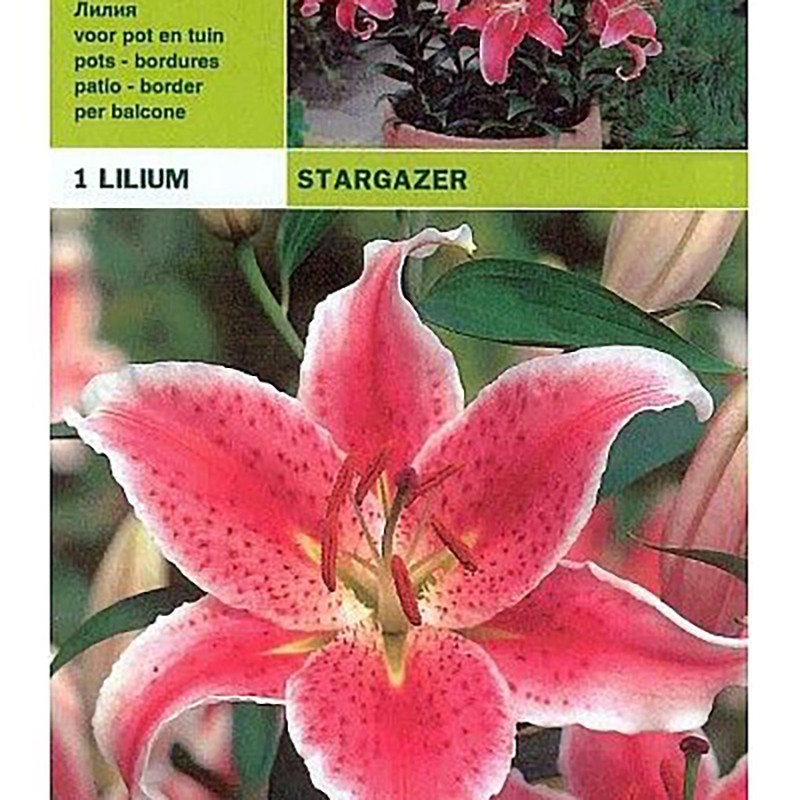 Orientalna żarówka Lilium Stargazer 1