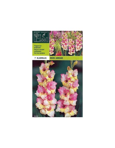 Gladiolus mon amour 7 glödlampor