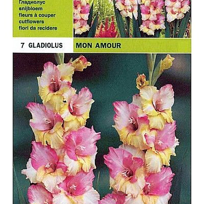 Gladiolus mon amour 7 bulbs
