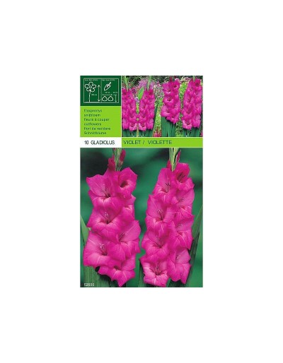 Gladiolus violett 10 lökar