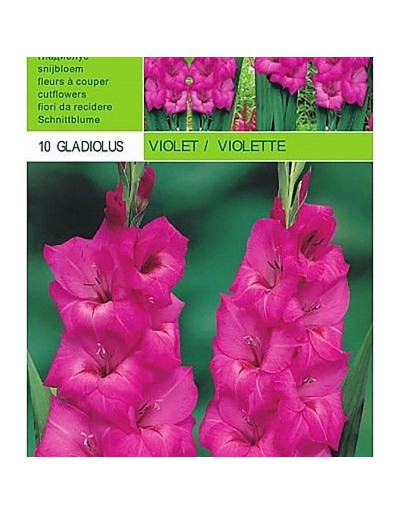 Gladiolus violet 10 bulbi