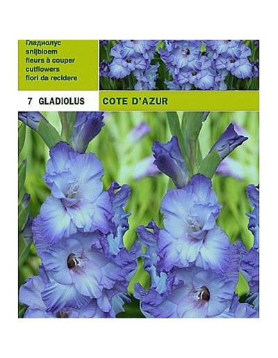 gladioli cote d&#039;azur 7 bulbi