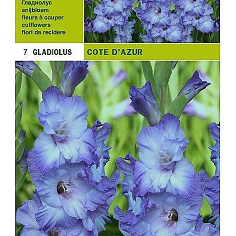 gladioli cote d&#039;azur 7 bulbi
