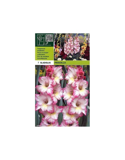 Gladiolus priscilla 7 glödlampor