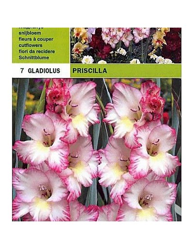 Gladiolus priscilla 7 Glühbirnen
