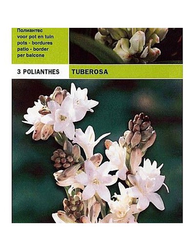 Polianthus tuberosa 3 bulbi