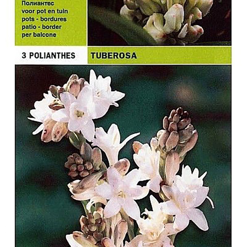 Polianthus tuberosa 3 bulbi