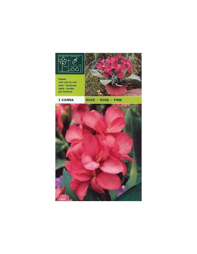 Canna pink 1 bulbo