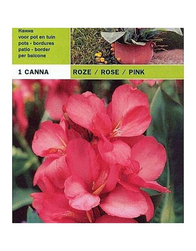 Canna pink 1 bulbo