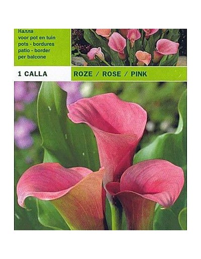 Calla rosa 1 glödlampa