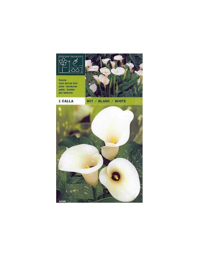 Calla white 1 bulbo