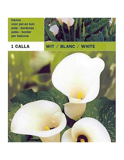 Calla biała 1 żarówka