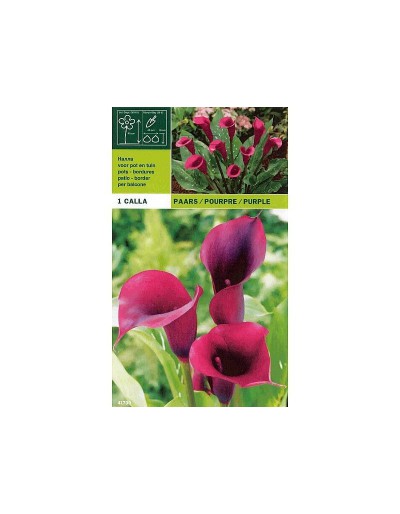 Calla purple 1 bulbo