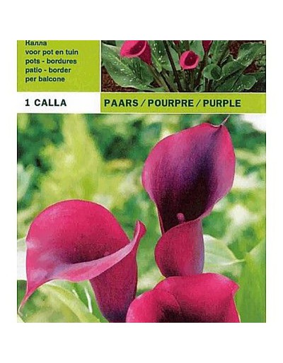 Calla fioletowa 1 żarówka