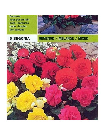 Begonia doble mezcla 5 bombillas