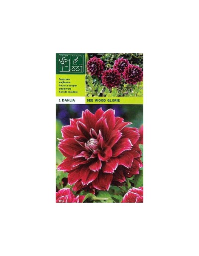 Dahlia decorative see wood glory 1 bulbo