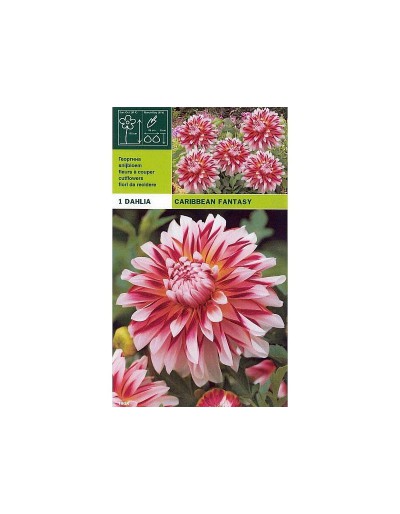 Dahlia decorative caribbean fantasy 1 bulbo