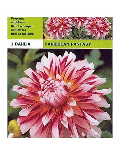 Dahlia decorative caribbean fantasy 1 bulbo