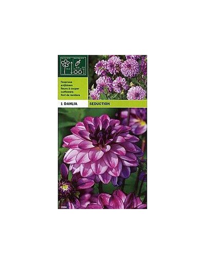 Dahlia decorative seduction 1 bulbo