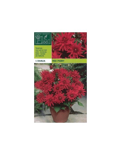 Dahlia border red pigmy 1 bulbo