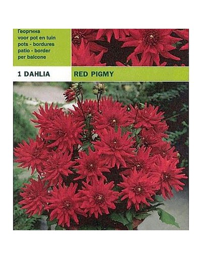 Dahlia border red pigmy 1 żarówka