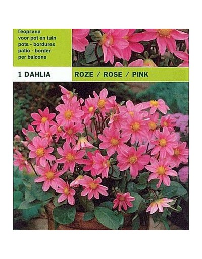 Dahlia topmix rosa 1 glödlampa