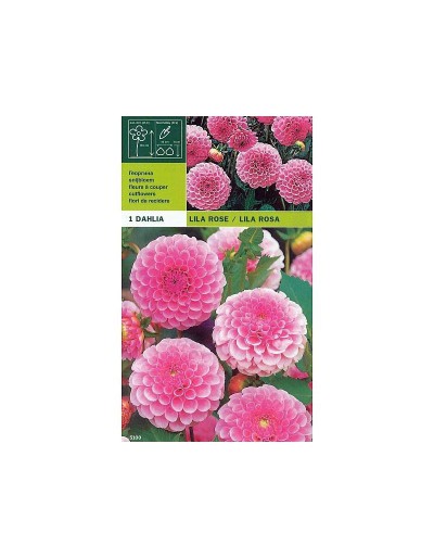 Dahlia pompon lilac pink 1 bulbo
