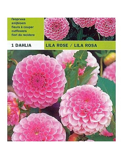 Dahlia pompong lila rosa 1 glödlampa