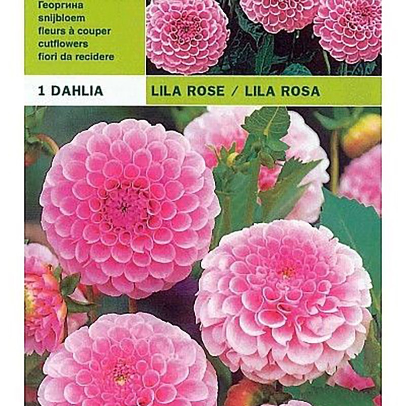 Dahlia pompom lilac pink 1 bulb