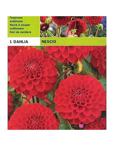 Dahlia pompon nescio 1 glödlampa