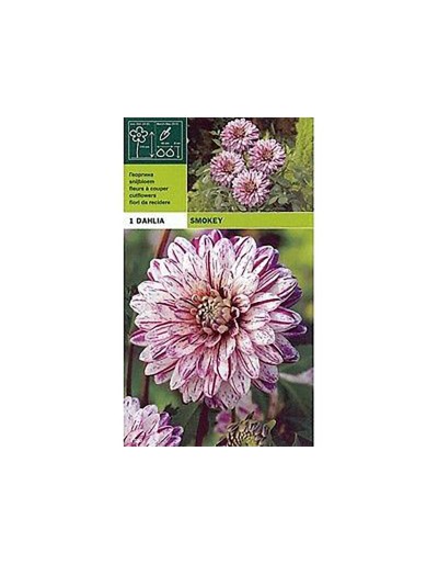 Dekorativ smokey dahlia 1 glödlampa