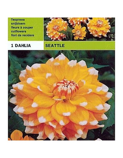 Dahlia decorative seattle 1 bulb