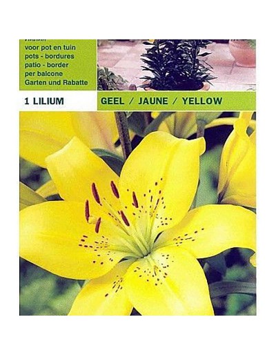 Lâmpada amarela 1 asiática lillium