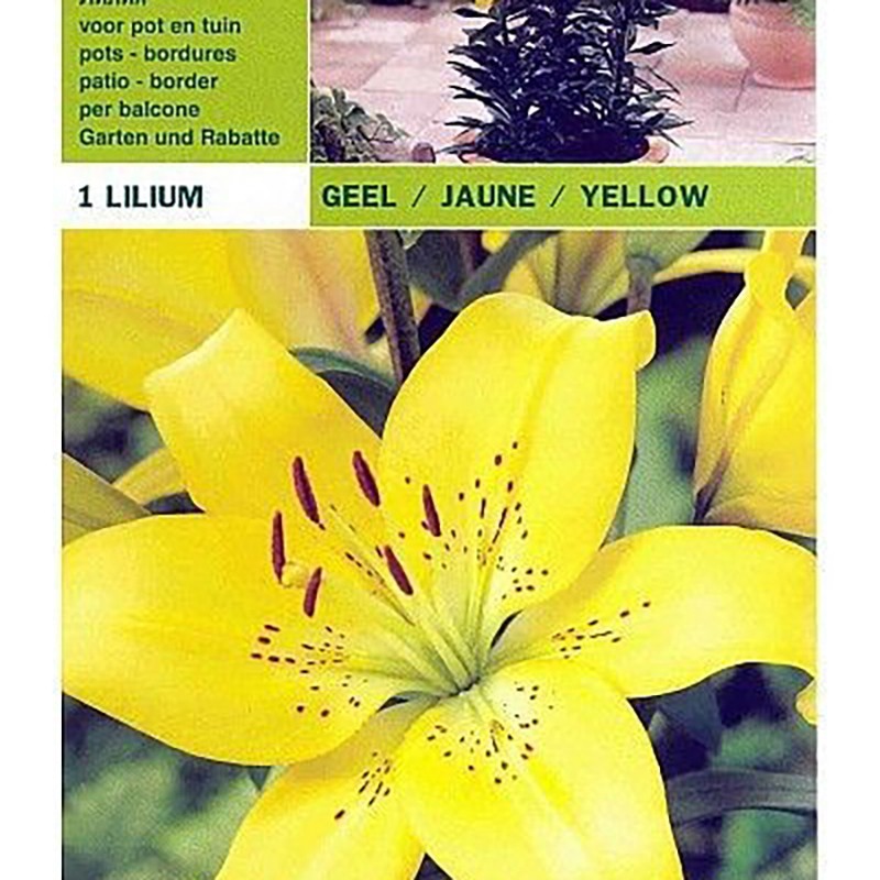 Lillium asian yellow 1 bulb