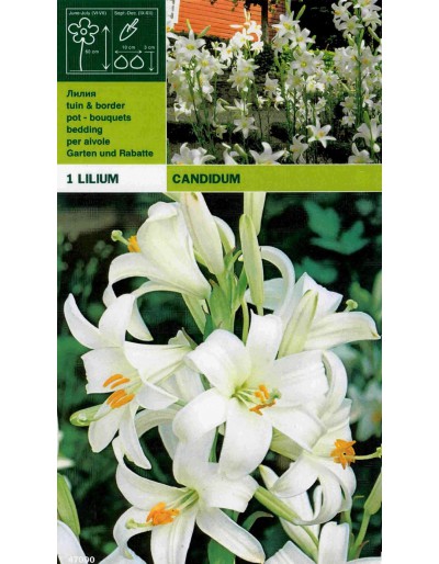 Lillium candidum 1 pezzo