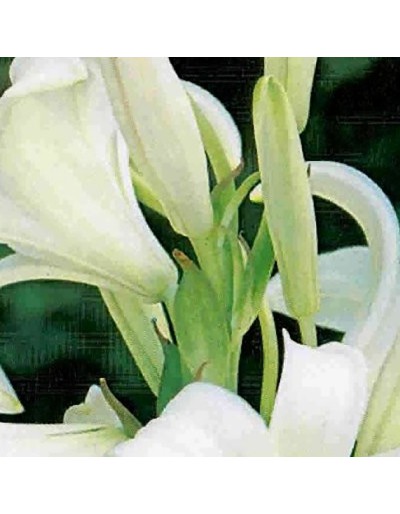 Lillium candidum 1 pezzo