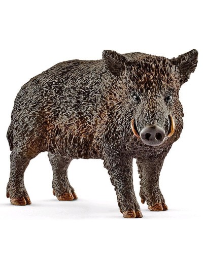 CINGHIALE
