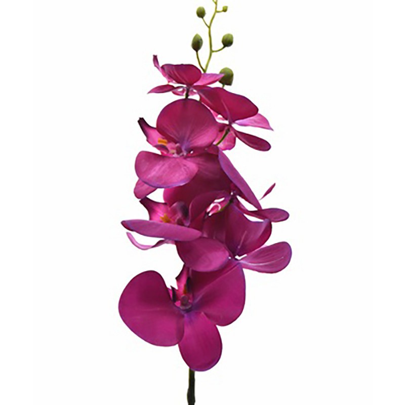 Orquídea borboleta roxa - Anticadutavasi