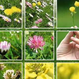 Semillas de pradera de floración pratallegro