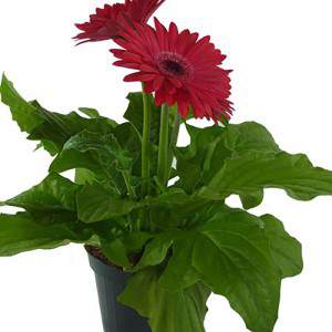 Gerbera mini vase