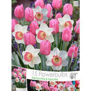 BULBS TULIP PINK NARCISSO PINK CHARM AT 15TH 16TH