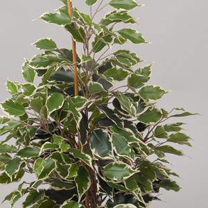 Ficus exotica artificiale