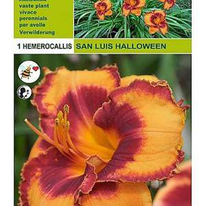 Hemerocallis san louis halloween 1 korzeń