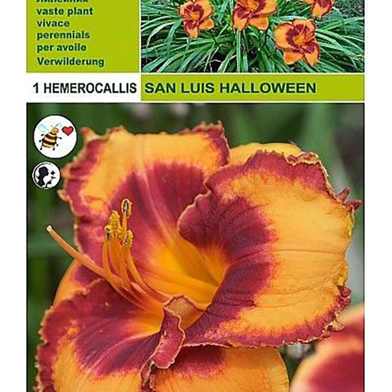 Hemerocallis san louis halloween 1 radice