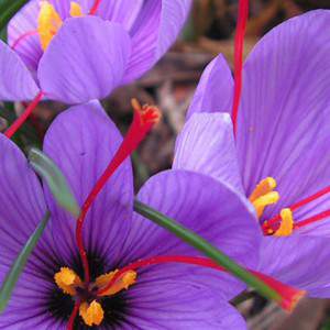 Cebulki crocus sativus szafran