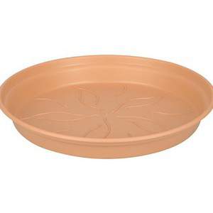 Green basics dish