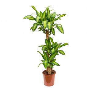 DRACAENA MASSANGEANA ALTURA 110 VARSE 32