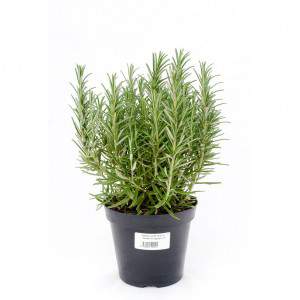 ROSEMARY Flowerpot 14 cm