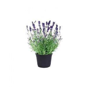 JARRÓN LAVANDA 23cm