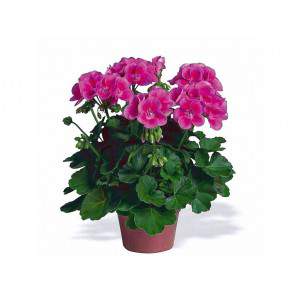 GERANIO ZONAL fuchsia vase 14